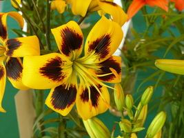 Foto: Dr. Peter Müller